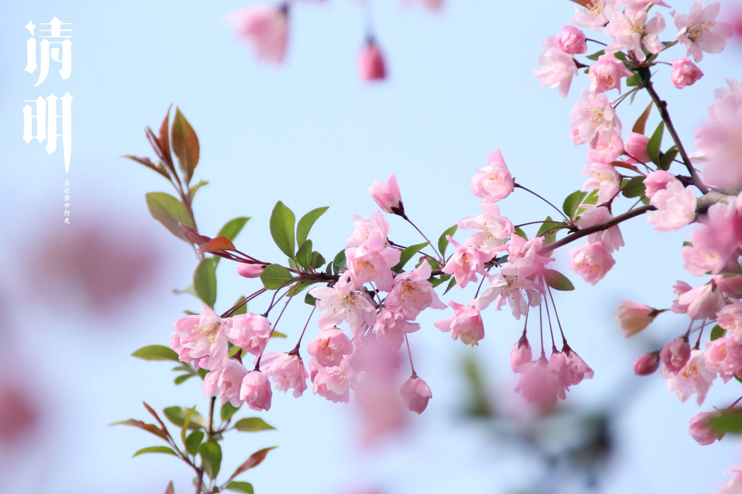 清明节